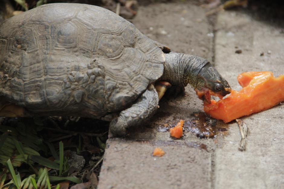 Las tortugas han llegado para darle vida y diversi&oacute;n al museo Miraflores. (Foto: Fredy Hern&aacute;ndez/Soy502)