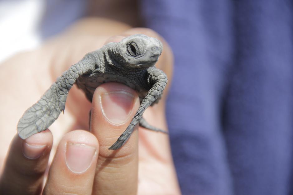 Unas 200 tortugas fueron liberadas en el Comando Naval del Pac&iacute;fico. De octubre a enero es la temporada de liberaci&oacute;n de estas especies en la Costa Sur. (Foto: Fredy Hern&aacute;ndez/Soy502)