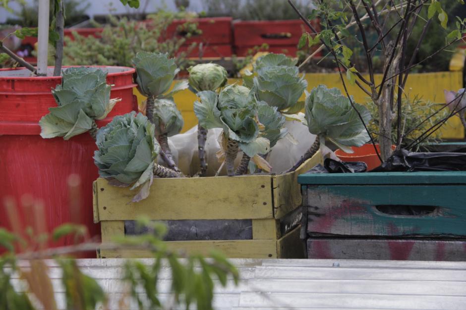 Crea un huerto urbano en el techo de tu casa