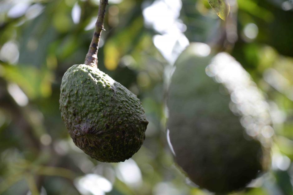 M&aacute;s de 2 mil 800 quintales de aguacates que se encontraban en la Finca de Otto P&eacute;rez Molina fueron subastados. (Foto: Wilder L&oacute;pez/Soy502)