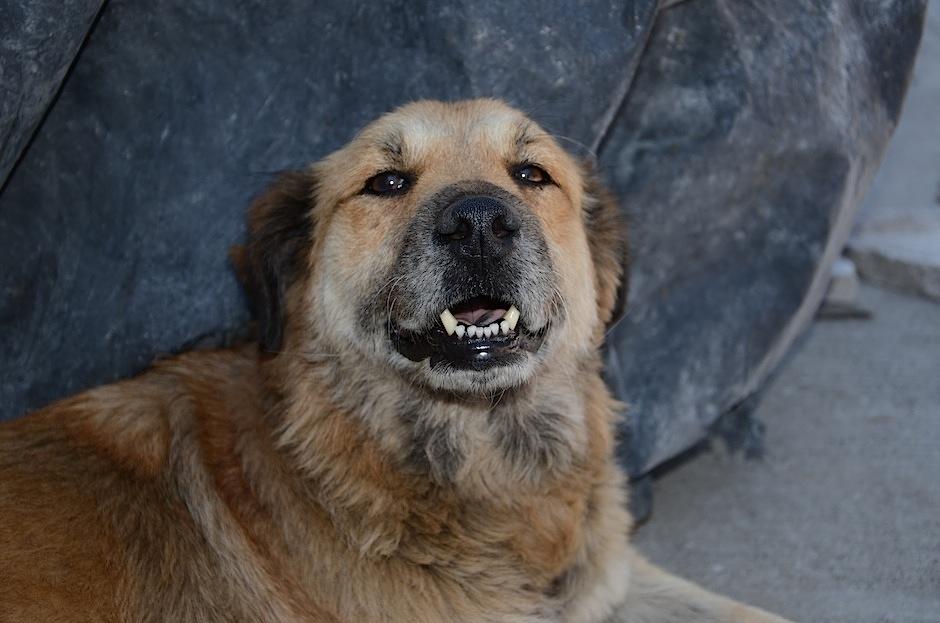 El Albergue Municipal de Mascotas necesita voluntarios y donaciones para continuar su labor. (Foto: Selene mejía/Soy502)&nbsp;