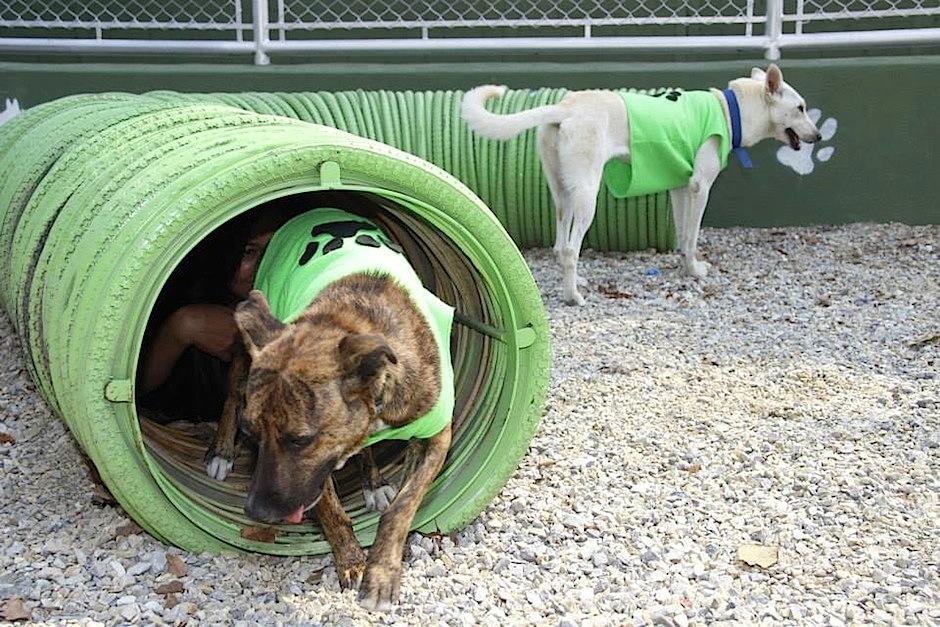 Soy502 visit&oacute; a los inquilinos del Albergue Municipal de Mascotas. (Foto: Albergue Municipal de Mascotas)
