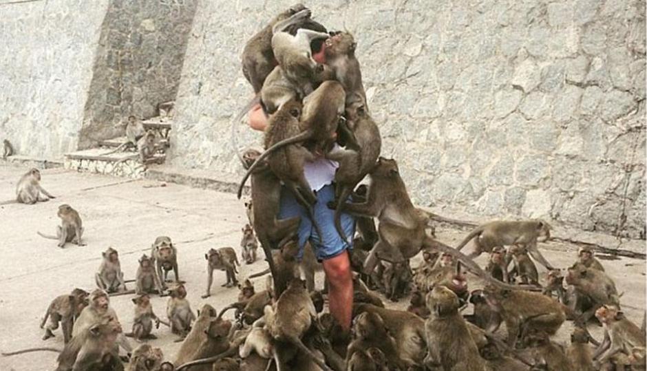 Un hombre es rodeado por varios monos que quieren comida. (Foto: Per&uacute;.com)