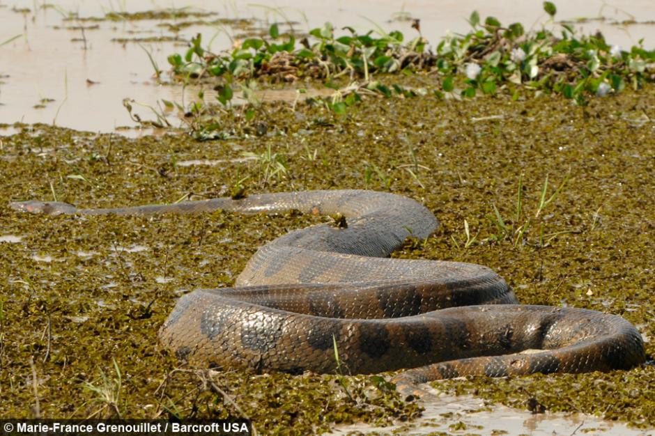 Esta impresionante anaconda viv&iacute;a en la habitaci&oacute;n de un peque&ntilde;o hotel ecol&oacute;gico. (Foto: Marie-France Grenouillet/Barcorft USA)