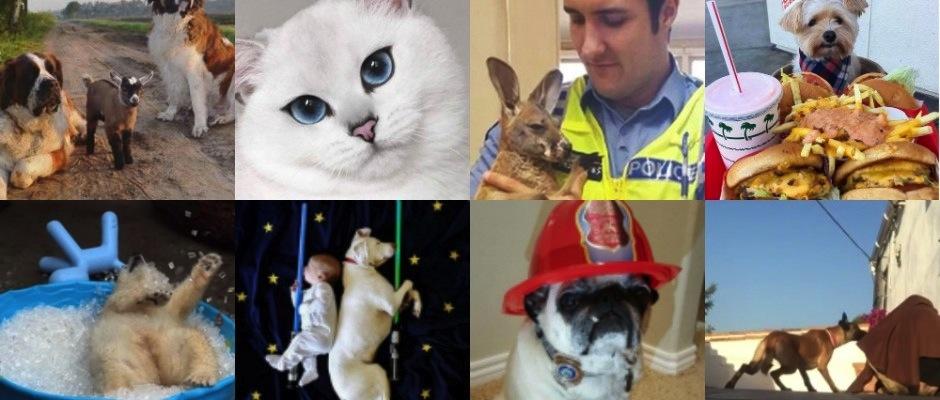 Estos son los animales m&aacute;s tiernos de 2016. (Foto: L&iacute;opardo)