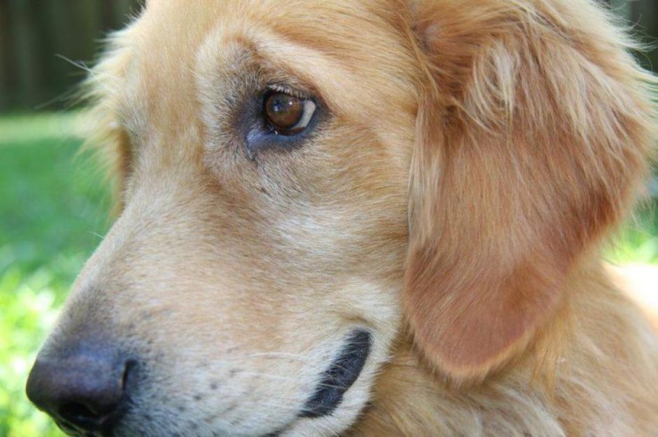 El hecho de que el ni&ntilde;o cuente con el apoyo incondicional del perro hace menos intimidatorio los procesos difciles.