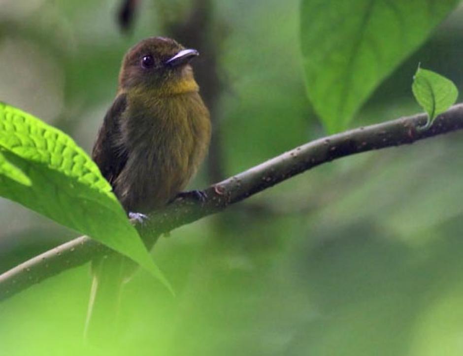 Una de las caracter&iacute;sticas del ave es su color oliva. (Foto: Canopy Tower)
