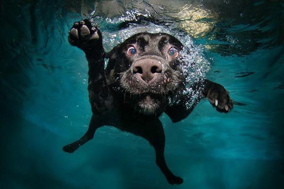 El pr&oacute;ximo 8 de junio abre sus puertas el primer Aquapark canino Can Jan&eacute;.