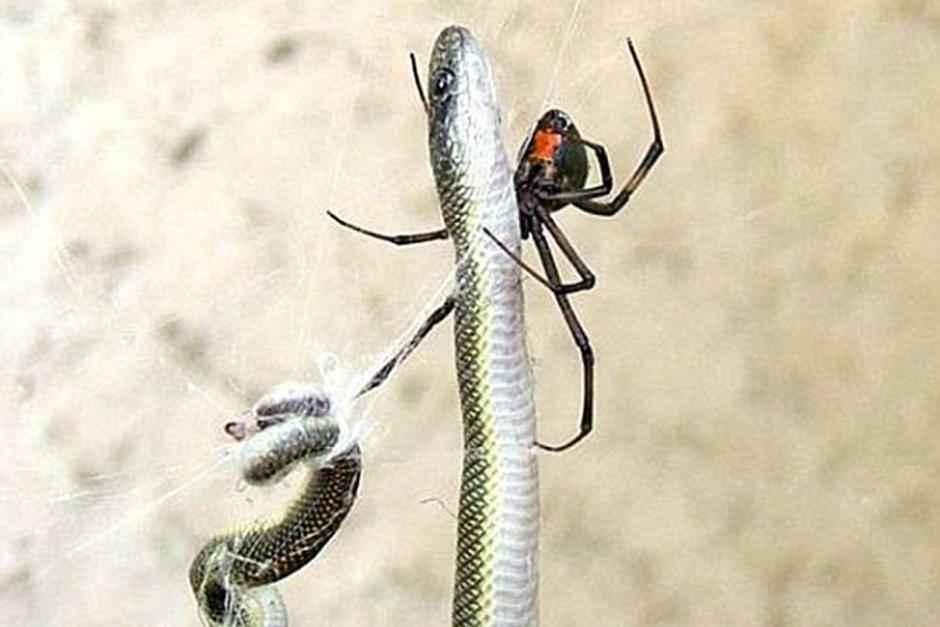 Una viuda negra le ganó la partida a una serpiente marrón oriental. (Foto: taringa.net)