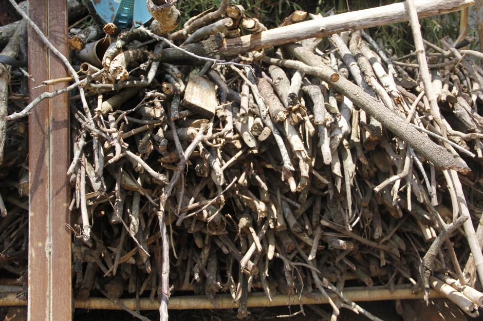 No todos los árboles son adecuados para los suelos de Guatemala