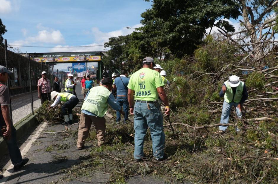 Un &aacute;rbol cay&oacute; en el Tr&eacute;bol zona 11 y gener&oacute; caos vehicular. (Foto: Am&iacute;lcar Montejo)
