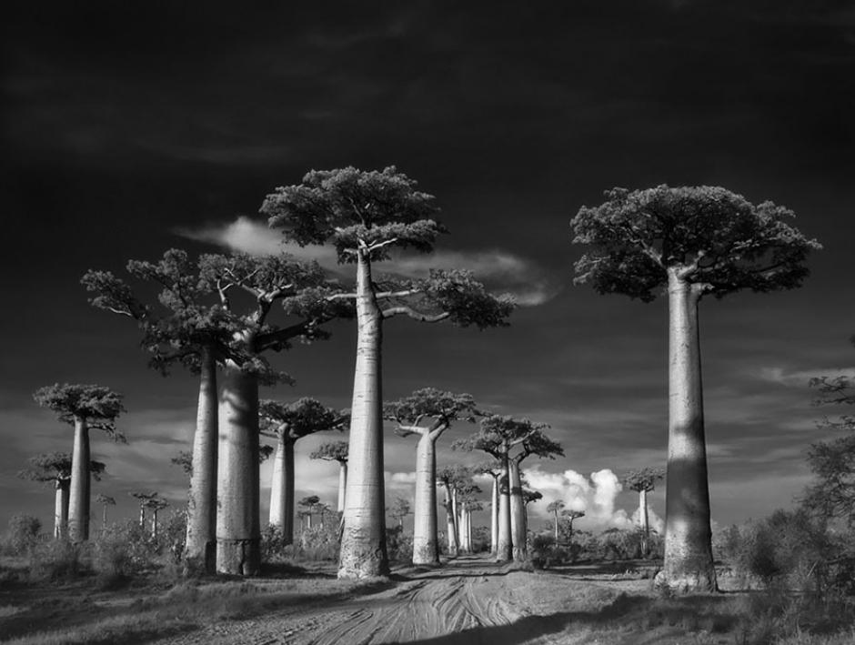 Los centinelas del bosque fotografiados son algunos de los seres vivos m&aacute;s antiguos de todo el planeta. (Foto: Beth Moon)