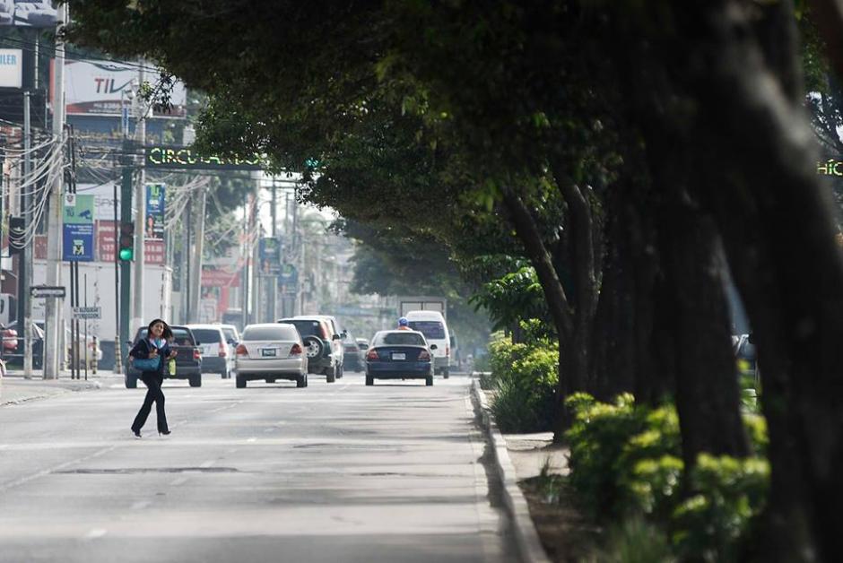 Seg&uacute;n la Municipalidad de Guatemala, muchos de los &aacute;rboles de la Avenida Reforma, tienen m&aacute;s de 100 a&ntilde;os. (Foto: Jes&uacute;s Alfonso/ Soy502)