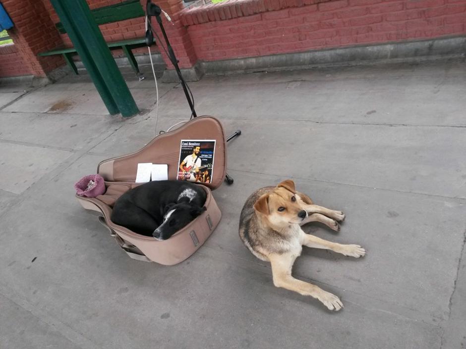 Negrita y otro cachorro acompañan al artista durante una de sus presentación. (Foto: Facebook/Emi Benitez)
