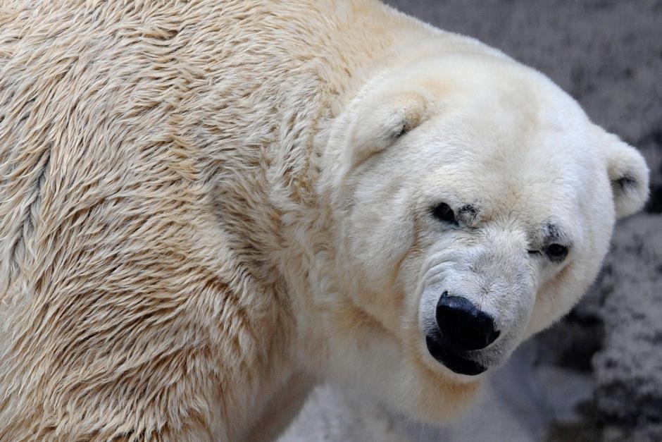 El oso polar Arturo, bautizado como "el oso m&aacute;s triste del mundo", lleg&oacute; al zool&oacute;gico de Argentina a la edad de ocho a&ntilde;os y muri&oacute; a los 31. (Foto: Archivo)&nbsp;