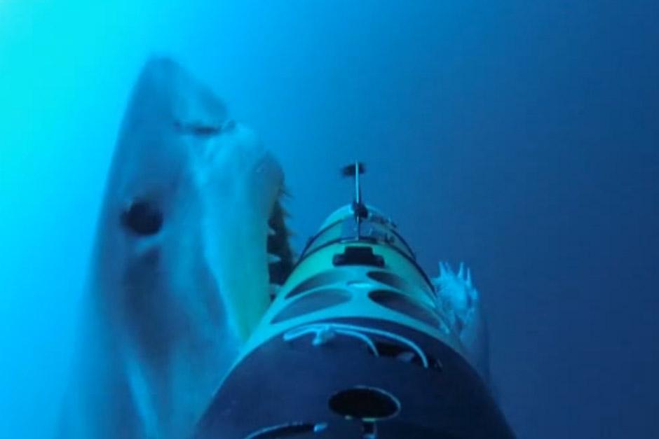 Un tibur&oacute;n blanco ataca un peque&ntilde;o veh&iacute;culo autopropulsado que pretend&iacute;a documentar el h&aacute;bitat natural de estos tiburones. Equipado con cinco c&aacute;maras, el resultado de filmar los detalles de ese ataque es impresionante (Foto: Archivo)