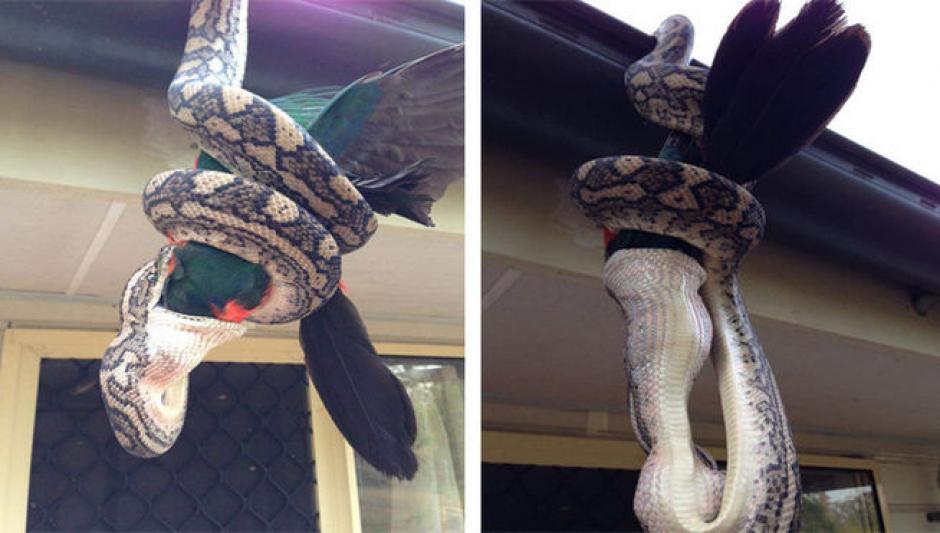 La gigantesca pit&oacute;n sorprendi&oacute; al loro y se lo trag&oacute; sin que el ave pudiera reaccionar.&nbsp;