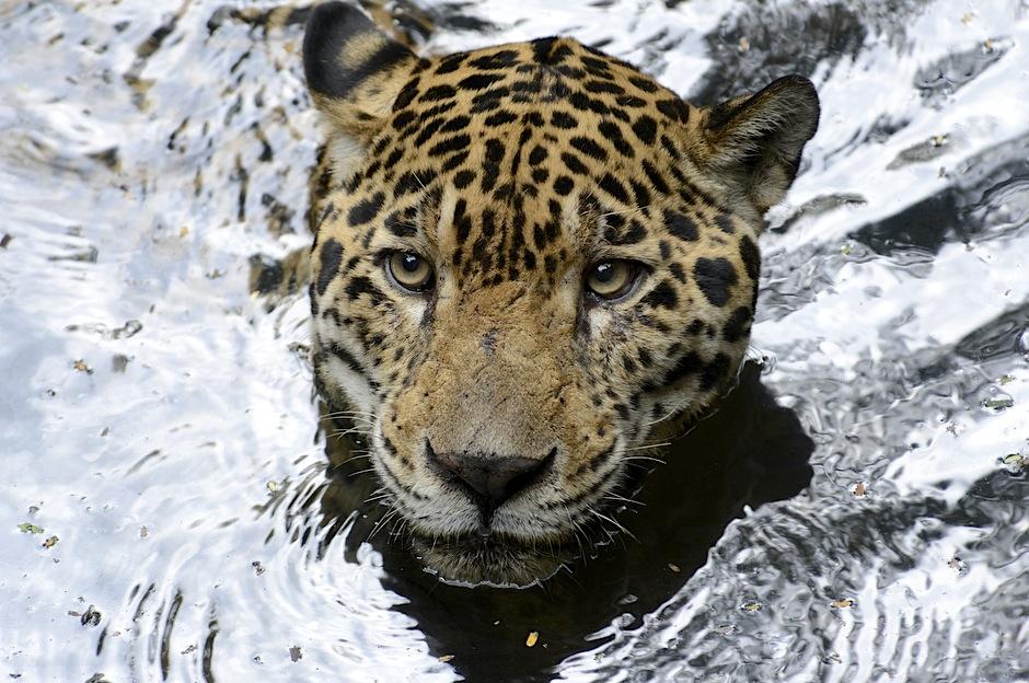 Al leopardo también le gusta darse un chapuzón. Foto: Deccio Serrano/Soy502Loading...&nbsp;&nbsp;&nbsp;&nbsp;&nbsp;&nbsp;&nbsp;&nbsp;&nbsp;&nbsp;Loading...&nbsp;&nbsp;&nbsp;&nbsp;&nbsp;&nbsp;&nbsp;&nbsp;&nbsp;&nbsp;Loading...&nbsp;&nbsp;&nbsp;&nbsp;&nbsp;&nbsp;&nbsp;&nbsp;&nbsp;&nbsp;