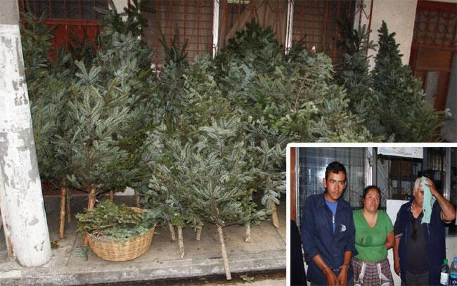 La Direcci&oacute;n de Protecci&oacute;n a la Naturaleza contin&uacute;a con operativos de consignaci&oacute;n de ramilla de pinabete no s&oacute;lo en la ciudad capital sino tambi&eacute;n en el interior de la rep&uacute;blica. Foto PNC