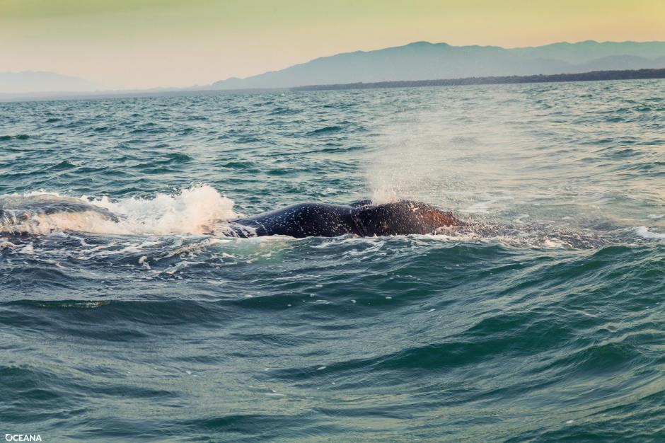 La ballena fue vista por primera vez en Belice en febrero. (Foto: Facebook, Oceana Belize)
