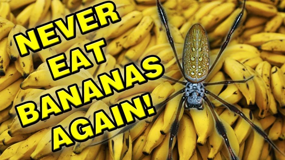 La araña del banano