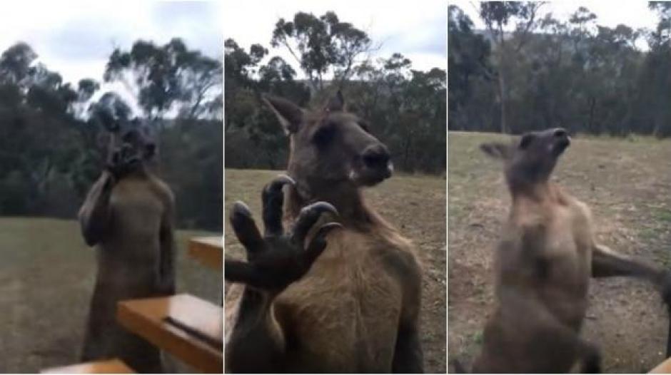 El animal se golpea contra el vidrio a ra&iacute;z de su confusi&oacute;n. (Foto: El Comercio)