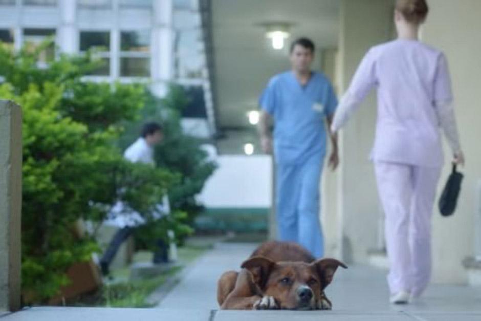 La campa&ntilde;a que invita a ser donador de &oacute;rganos y que utiliza a un perro como protagonista, es un &eacute;xito en redes sociales. (Foto: elcomercio.pe)