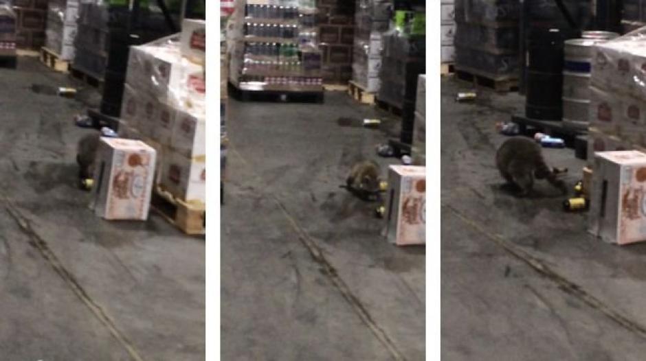 El mapache que disfruta de las botellas de licor que encontr&oacute; en un almac&eacute;n. (Imagen: Youtube)
