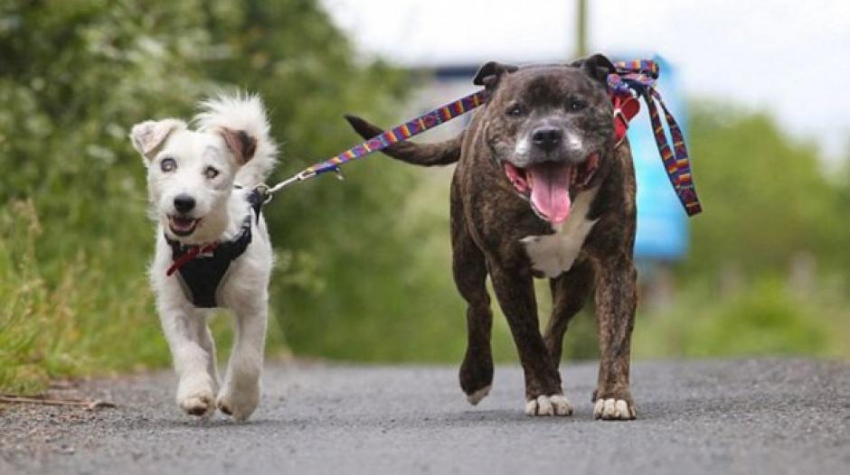 En YouTube se conoció la historia de Glenn y Buzz, dos perros que han conmovido a miles en las redes sociales. &nbsp;(Foto: YouTube)&nbsp;