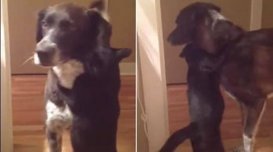 Los animales parecen haberse extrañado y el gato da un fuerte abrazo al perro. &nbsp;(Foto: YouTube)