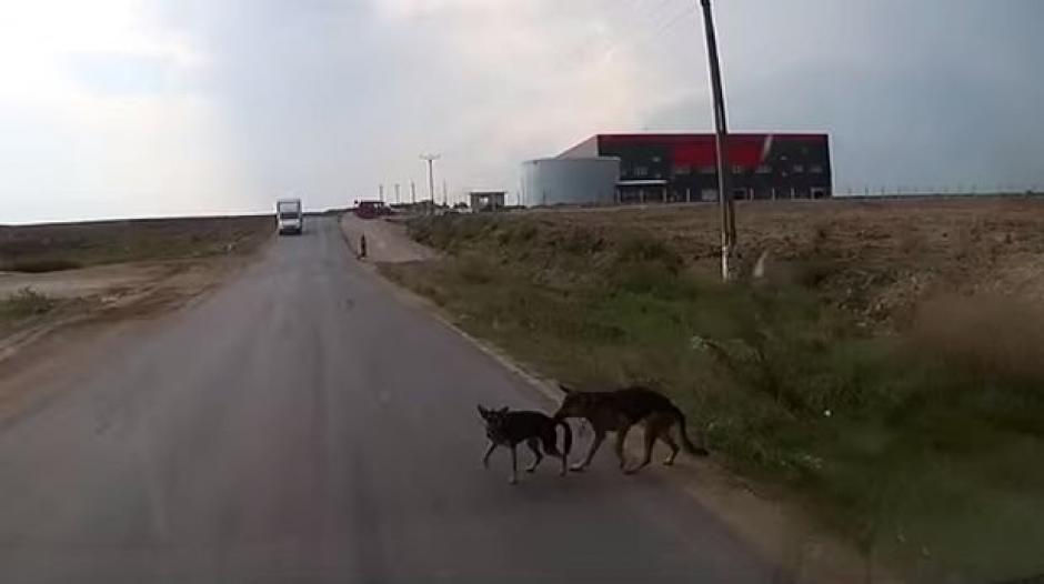 La solidaridad mostrada por un perro en plena carretera tiene fascinados a los usuarios de redes sociales. (Imagen: YouTube)