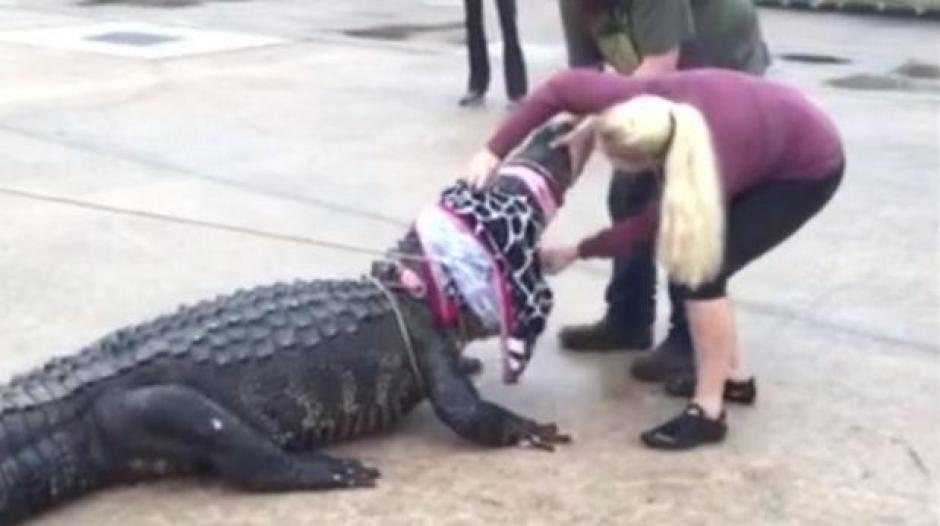 Una mujer lleg&oacute; hasta un centro comercial para controlar a un caim&aacute;n de unas 800 libras. (Imagen: YouTube)
