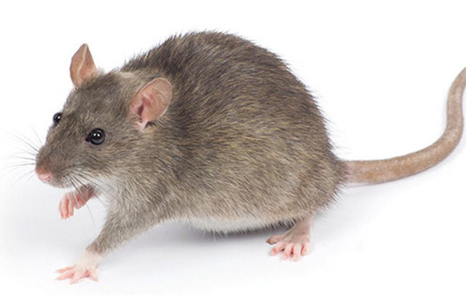 Una rata gigantesca trata de escabullirse por el retrete. (Foto: Google)