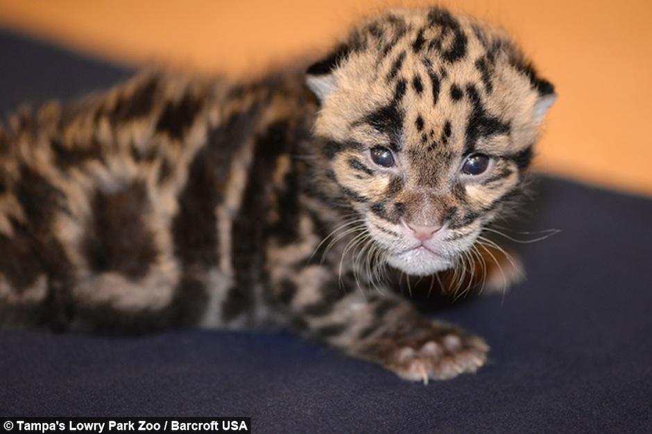 Esta hermosa cr&iacute;a de Leopardo Nublado, en pel&iacute;gro de extinci&oacute;n, es criado con biber&oacute;n en el zool&oacute;gico de La Florida. (Foto: Tampa's Lowry Park Zoo/Barcroft USA)&nbsp;