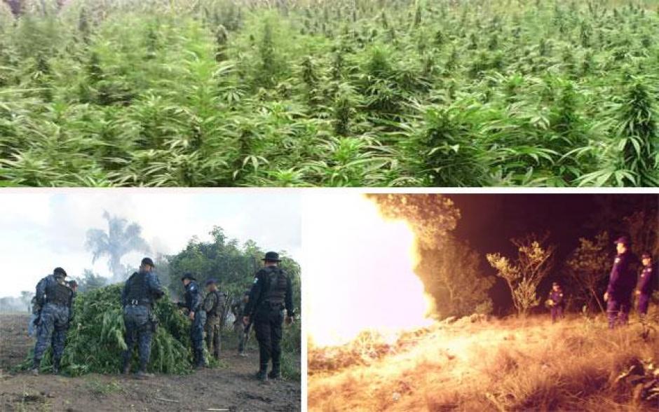 Plantaciones de mariguana que se erradicaron hoy en Pet&eacute;n (Foto: PNC)&nbsp;