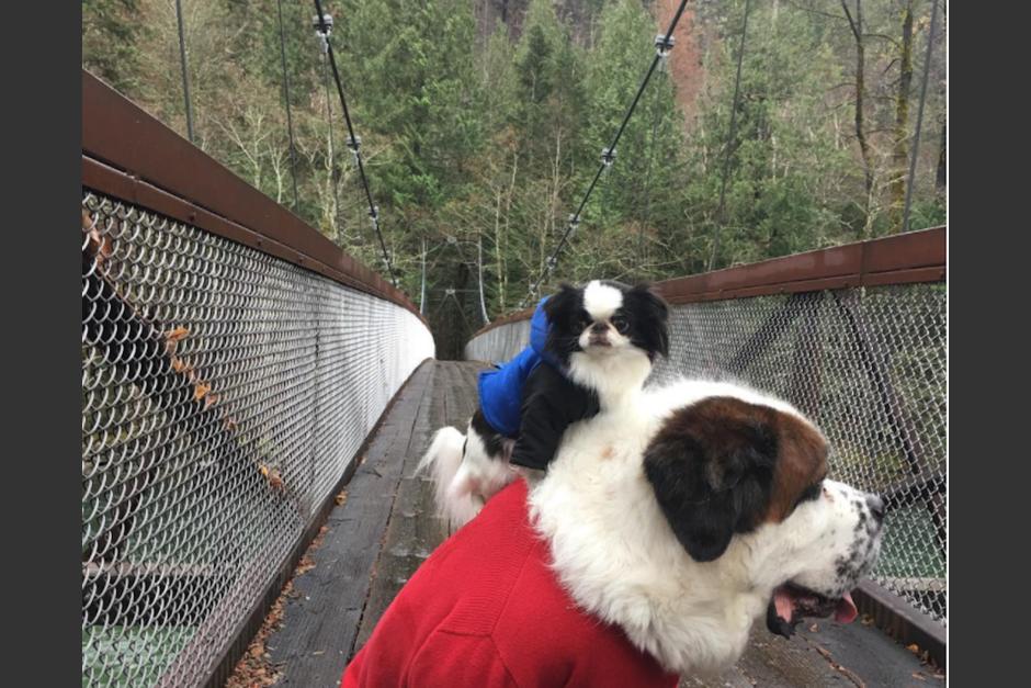 La peculiar pareja vive en Inglaterra. (Foto: Instagram/blizzardandlulu)