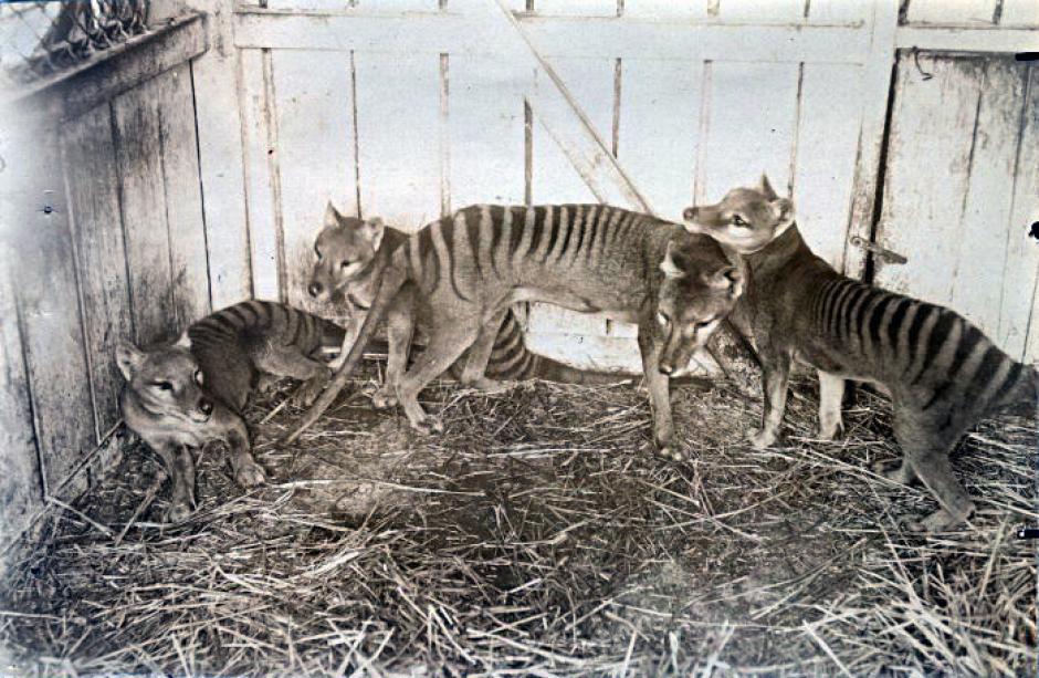 Los &uacute;ltimos tigres de Tasmania vivieron en cautiverio en la d&eacute;cada de 1930. (Foto: globodisea.com)