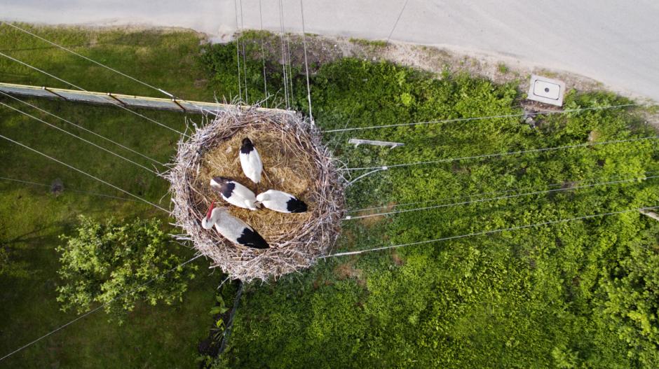 Una familia de cigüeñas descansan en su nido ubicado en la cima de un poste de tendido eléctrico. (Foto: Myszon/dronestagram)