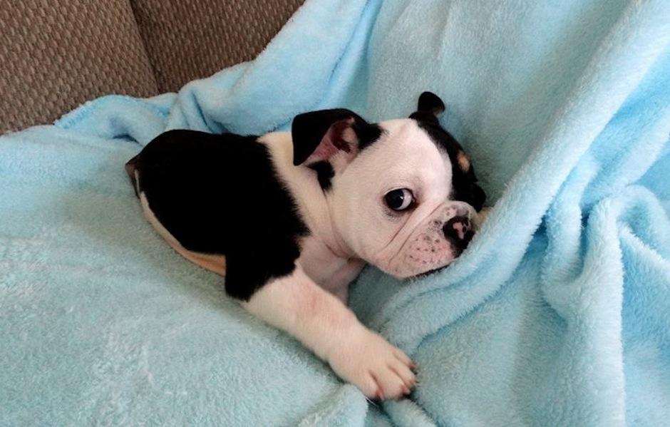 &Eacute;l es Bonsai, el perrito que, a pesar de su malformaci&oacute;n, ha causado revuelo en redes sociales. (Foto: Bonsai oficial)&nbsp;