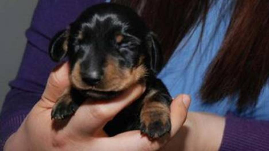 El profesor Ian Wilmut, responsable de la clonaci&oacute;n de la oveja "Dolly", el primer mam&iacute;fero clonado en 1996, se&ntilde;al&oacute; que gran parte de la personalidad del perro proviene de la manera en la que lo han tratado" y reconoci&oacute; que &eacute;l "no tendr&iacute;a un perro clonado". (Foto: Clar&iacute;n)