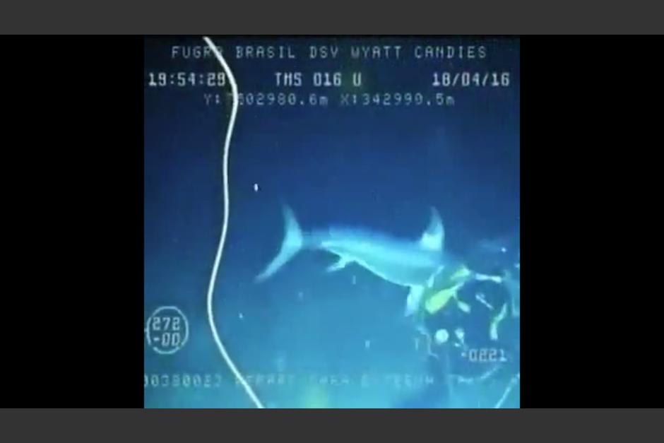 El buceador fue atacado en la espalda por un pez espada. (Foto: Tomado de Yotube)