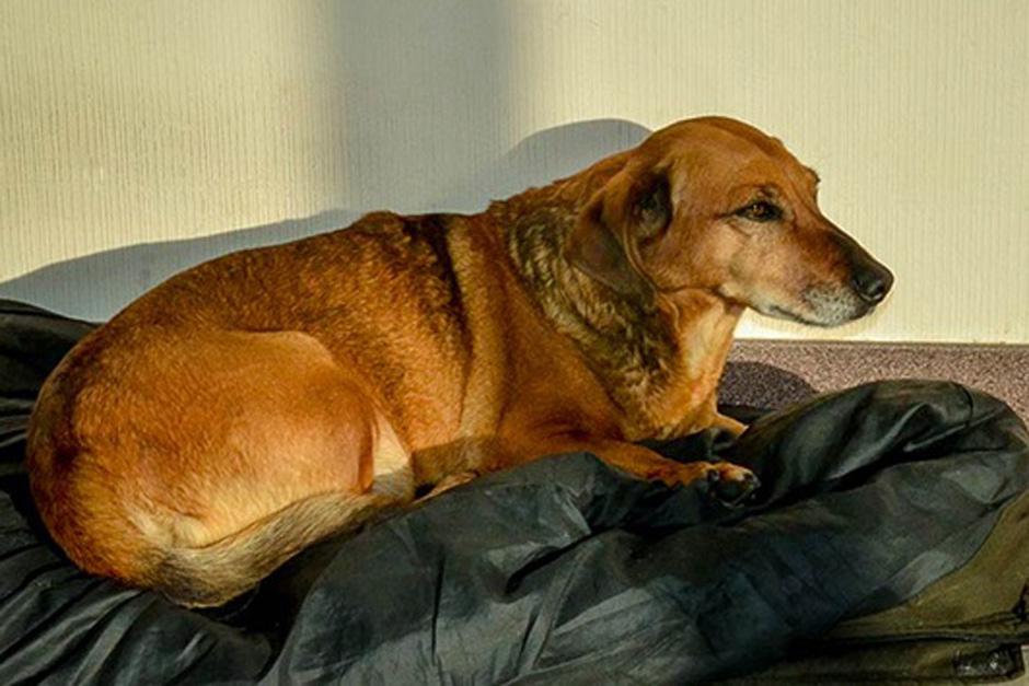 "Masha" lleva casi un a&ntilde;o de buscar a su due&ntilde;o en el hospital donde este muri&oacute; y ella lo vio por &uacute;ltima vez. (Foto: RT)