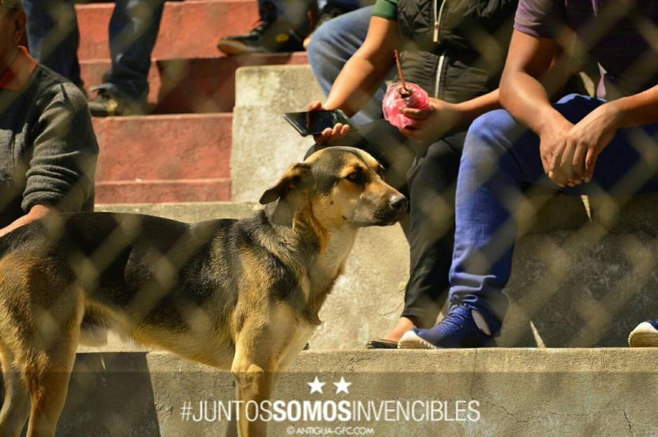 El perrito observa desde las gradas el partido de los aguacateros. (Foto: Antigua GFC)