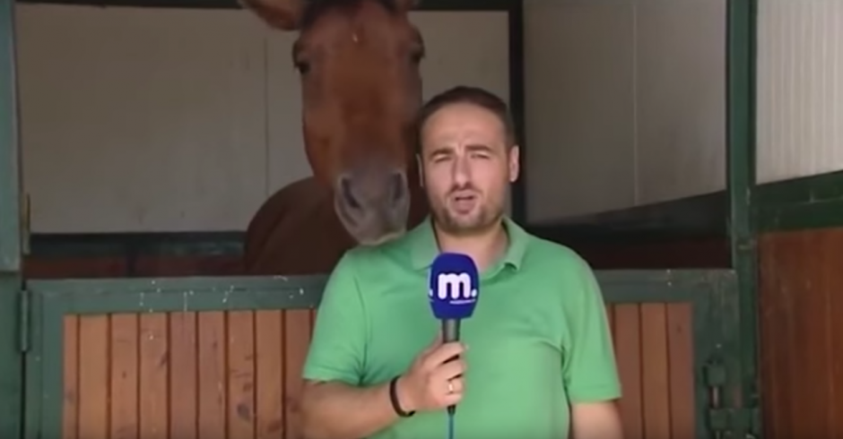 El reportero trata de hacer su trabajo pero un caballo no se lo permite. (Captura de pantalla: Amazing Amazing)