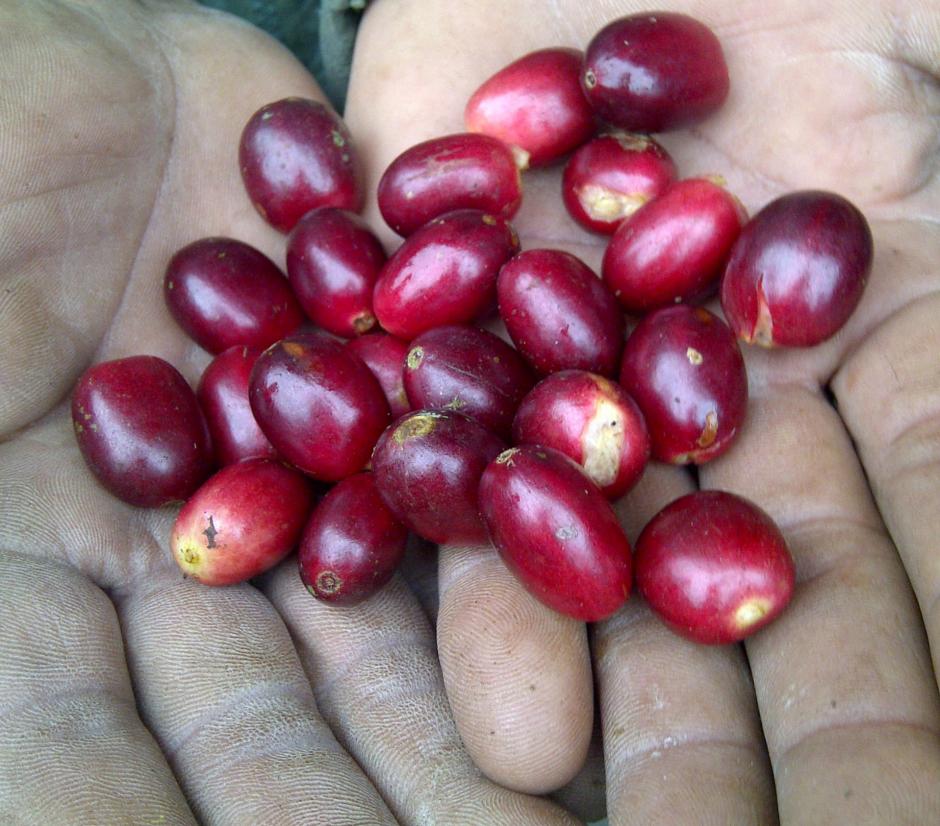 Este viernes la Asociación Nacional del Café (Anacafé) presentó una nueva variedad de café que se considera totalmente resistente a la roya, enfermedad que ha mermado la producción nacional (Foto: Alexis Batres/Soy502)