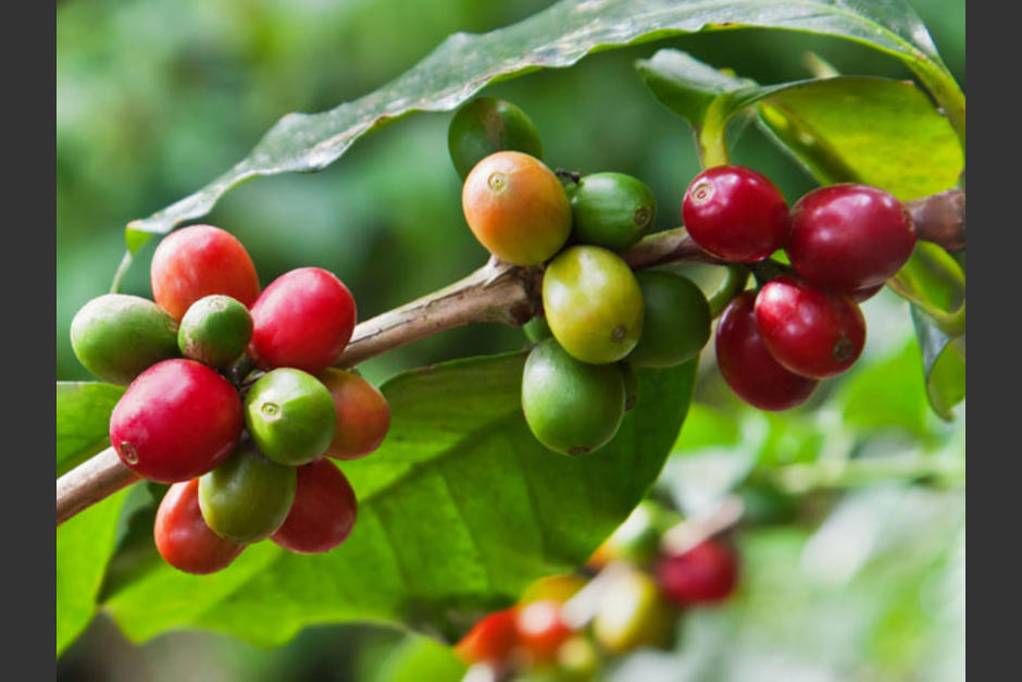 La baja en la exportaci&oacute;n de caf&eacute; es atribuida por la Asociaci&oacute;n Nacional del Caf&eacute; a la roya, que afect&oacute; al 70 por ciento de las 276.000 hect&aacute;reas que se cultivan en Guatemala. (Foto: Agromsa)