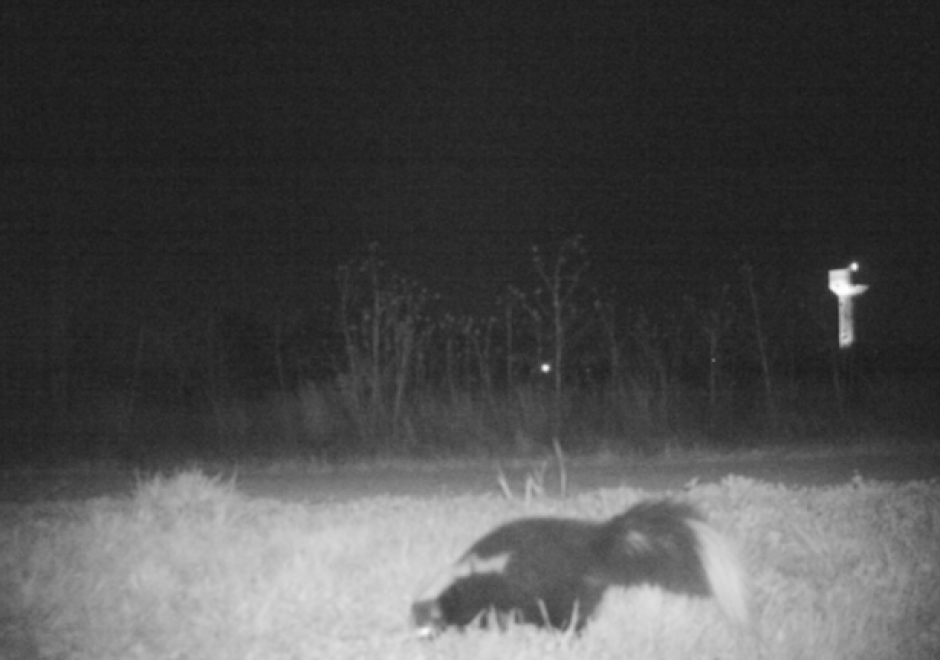 Al principio del video solo se observaron animales peque&ntilde;os. (Foto: www.sopitas.com)