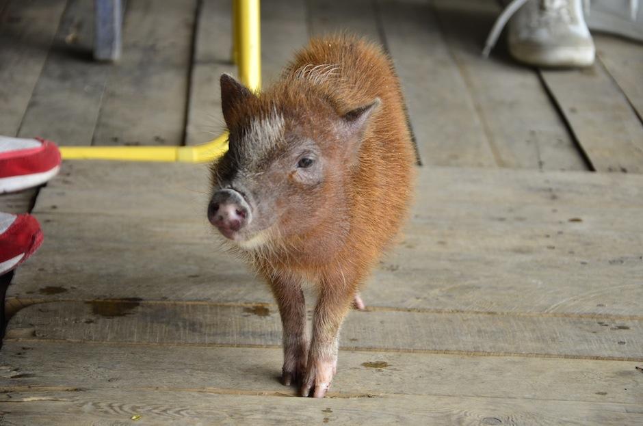 Conoce a Camaroncito, uno de los primeros mini pigs en Guatemala