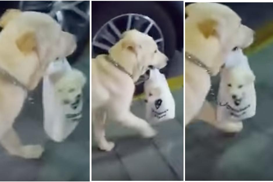 Una perra lleva en una bolsa pl&aacute;stica a su cachorro en un centro comerical de Corea del Sur. (Imagen: YouTube)