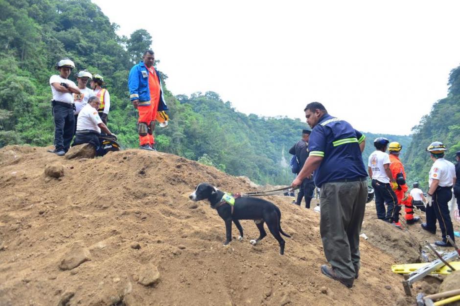 Placo es un perrito rescatista mexicano, que apoya las labores de rescate de las víctimas. (Foto: Jesús Alfonso/Soy502)&nbsp;
